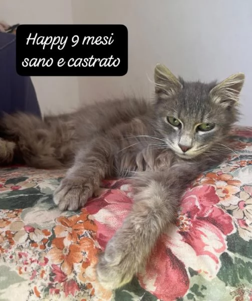 AIUTATECI TANTI GATTINI SOLI | Foto 4