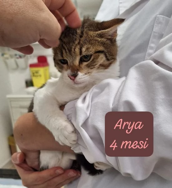 AIUTATECI TANTI GATTINI SOLI | Foto 1