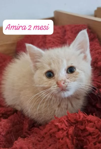 AIUTATECI TANTI GATTINI SOLI | Foto 0