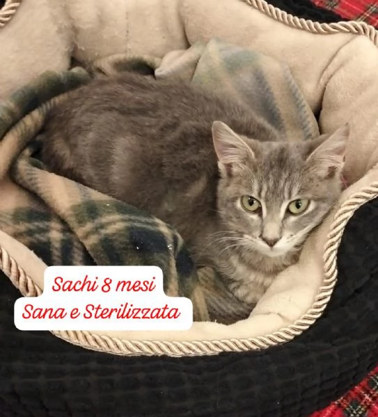 AIUTATECI TANTI GATTINI SOLI