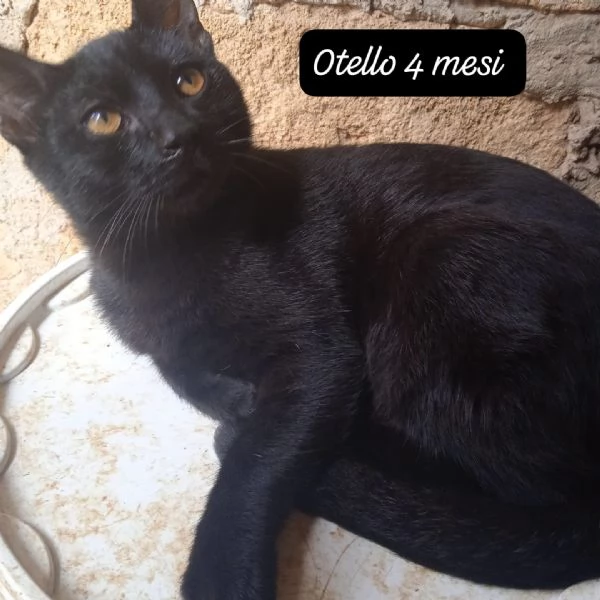 AIUTATECI TANTI GATTINI SOLI | Foto 3