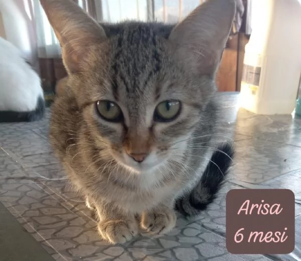 AIUTATECI TANTI GATTINI SOLI | Foto 3