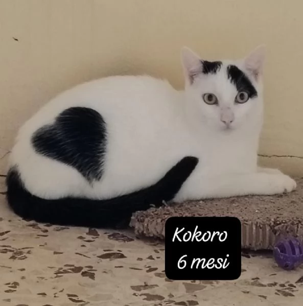 AIUTATECI TANTI GATTINI SOLI | Foto 2