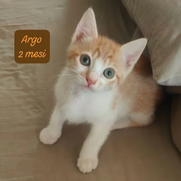 AIUTATECI TANTI GATTINI SOLI | Foto 1