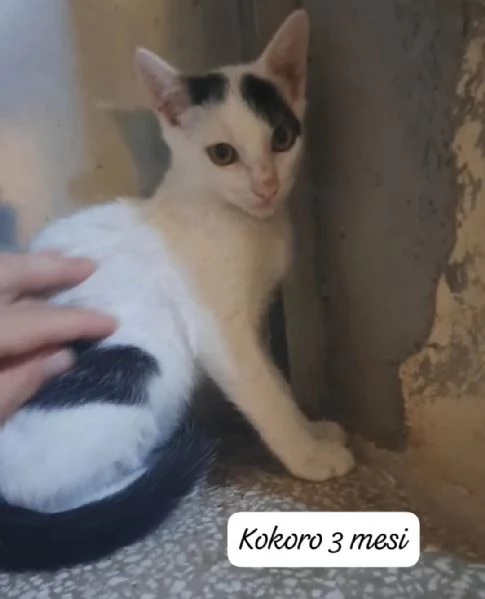 AIUTATECI TANTI GATTINI SOLI | Foto 3
