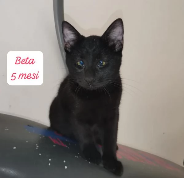 AIUTATECI TANTI GATTINI SOLI | Foto 4