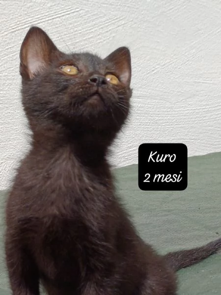 AIUTATECI TANTI GATTINI SOLI | Foto 0