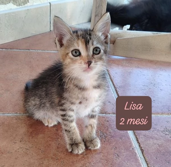 AIUTATECI TANTI GATTINI SOLI