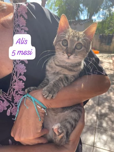 AIUTATECI TANTI GATTINI SOLI | Foto 0