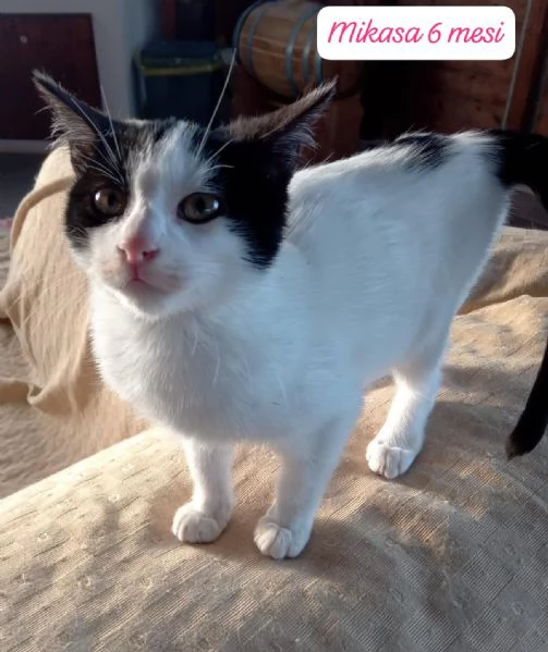 AIUTATECI TANTI GATTINI SOLI