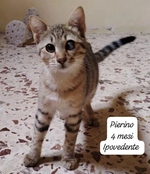 AIUTATECI TANTI GATTINI SOLI | Foto 0