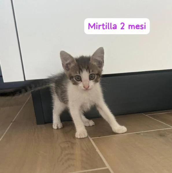 AIUTATECI TANTI GATTINI SOLI | Foto 3