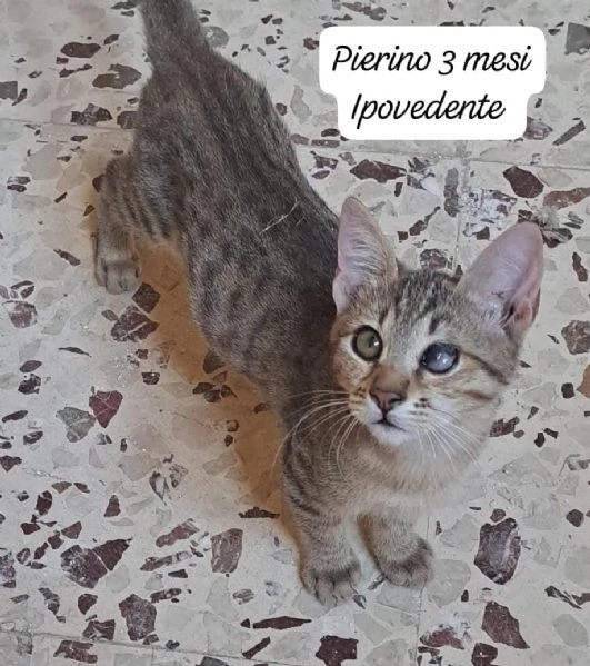 AIUTATECI TANTI GATTINI SOLI | Foto 2