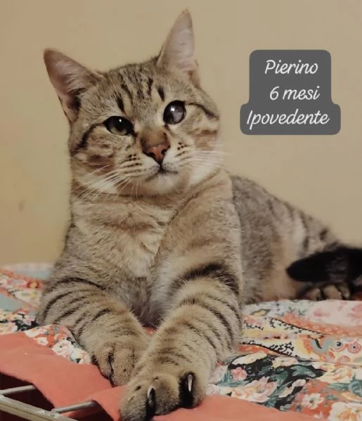 AIUTATECI TANTI GATTINI SOLI | Foto 2