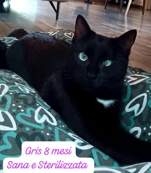 AIUTATECI TANTI GATTINI SOLI | Foto 1