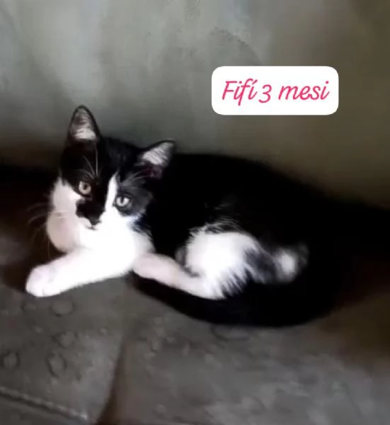 AIUTATECI TANTI GATTINI SOLI | Foto 1
