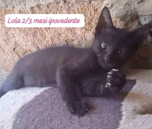 AIUTATECI TANTI GATTINI SOLI | Foto 1