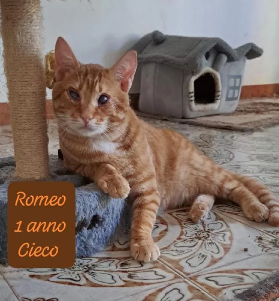 AIUTATECI TANTI GATTINI SOLI | Foto 0