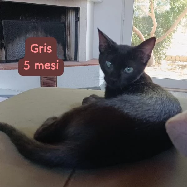 AIUTATECI TANTI GATTINI SOLI | Foto 0