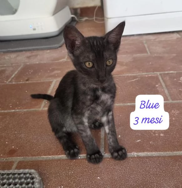 AIUTATECI TANTI GATTINI SOLI
