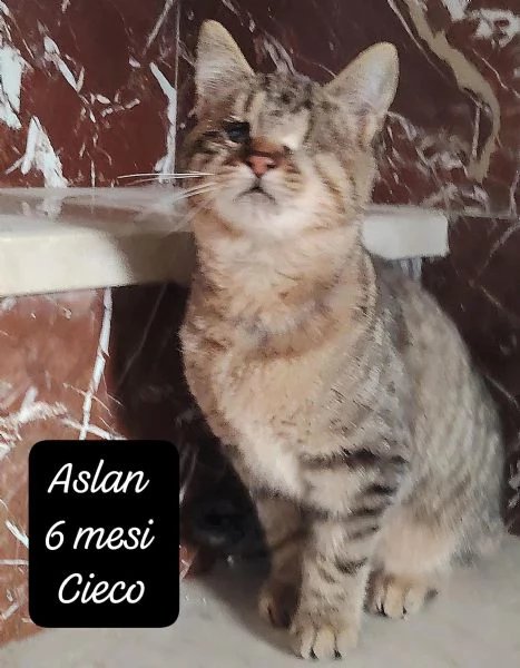 AIUTATECI TANTI GATTINI SOLI | Foto 0