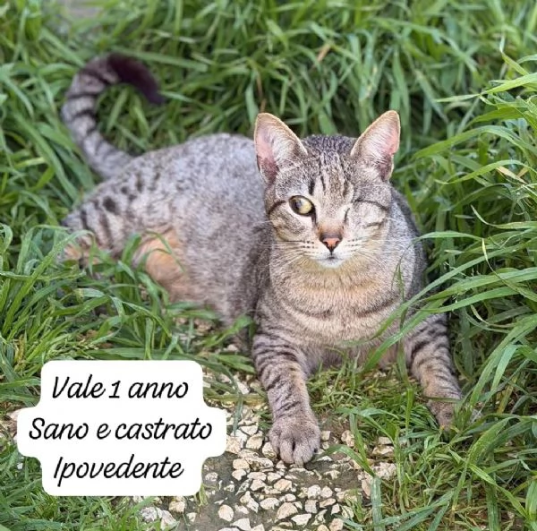 AIUTATECI TANTI GATTINI SOLI | Foto 0