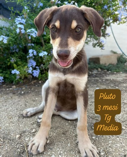 EMERGENZA CUCCIOLI RINCHIUSI IN RIFUGIO 
