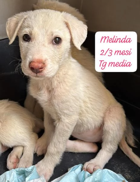 EMERGENZA CUCCIOLI RINCHIUSI IN RIFUGIO  | Foto 5