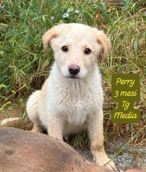 EMERGENZA CUCCIOLI RINCHIUSI IN RIFUGIO 