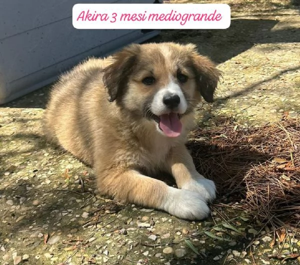 EMERGENZA CUCCIOLI RINCHIUSI IN RIFUGIO  | Foto 6