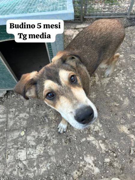 EMERGENZA CUCCIOLI RINCHIUSI IN RIFUGIO  | Foto 6