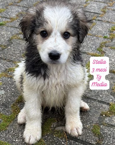 EMERGENZA CUCCIOLI RINCHIUSI IN RIFUGIO  | Foto 5