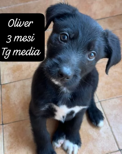 EMERGENZA CUCCIOLI RINCHIUSI IN RIFUGIO  | Foto 6