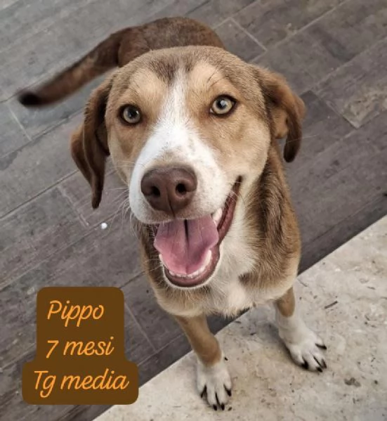 EMERGENZA CUCCIOLI RINCHIUSI IN RIFUGIO  | Foto 5