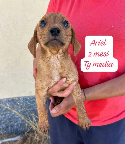 EMERGENZA CUCCIOLI RINCHIUSI IN RIFUGIO  | Foto 5