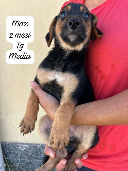 EMERGENZA CUCCIOLI RINCHIUSI IN RIFUGIO  | Foto 4