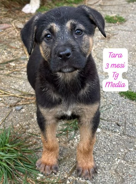 EMERGENZA CUCCIOLI RINCHIUSI IN RIFUGIO  | Foto 2