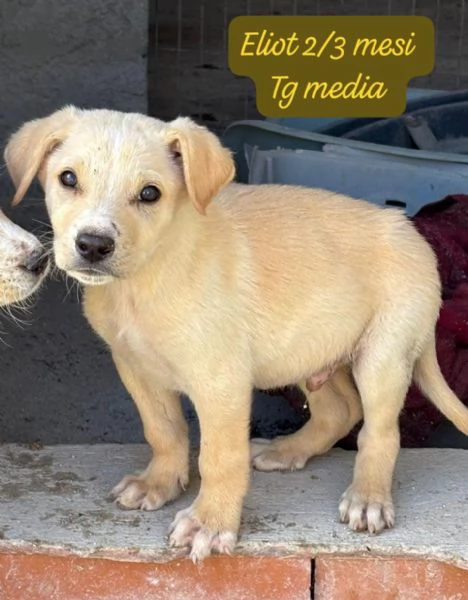 EMERGENZA CUCCIOLI RINCHIUSI IN RIFUGIO  | Foto 4