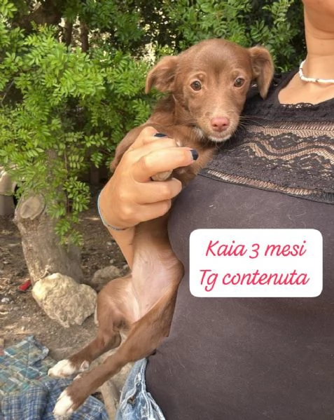 EMERGENZA CUCCIOLI RINCHIUSI IN RIFUGIO 