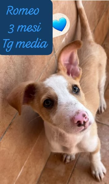 EMERGENZA CUCCIOLI RINCHIUSI IN RIFUGIO 