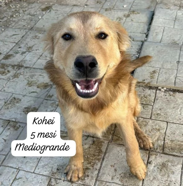 EMERGENZA CUCCIOLI RINCHIUSI IN RIFUGIO  | Foto 6