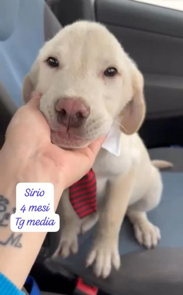 EMERGENZA CUCCIOLI RINCHIUSI IN RIFUGIO  | Foto 5