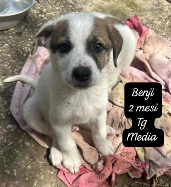 EMERGENZA CUCCIOLI RINCHIUSI IN RIFUGIO  | Foto 2