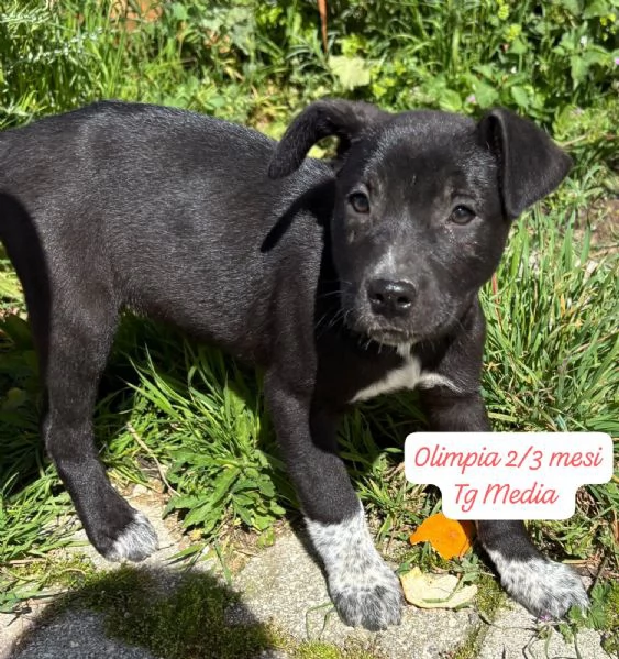 EMERGENZA CUCCIOLI RINCHIUSI IN RIFUGIO  | Foto 3