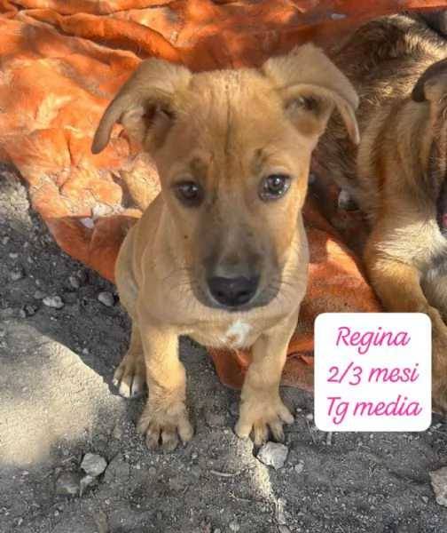 EMERGENZA CUCCIOLI RINCHIUSI IN RIFUGIO  | Foto 4