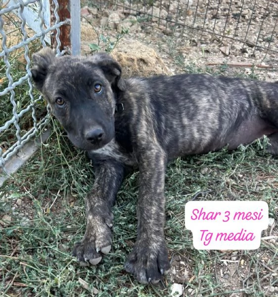 EMERGENZA CUCCIOLI RINCHIUSI IN RIFUGIO  | Foto 5