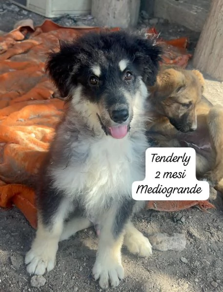 EMERGENZA CUCCIOLI RINCHIUSI IN RIFUGIO  | Foto 3