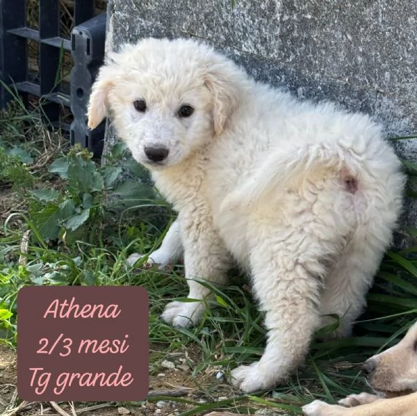 EMERGENZA CUCCIOLI RINCHIUSI IN RIFUGIO  | Foto 1