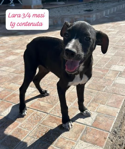 EMERGENZA CUCCIOLI RINCHIUSI IN RIFUGIO  | Foto 2