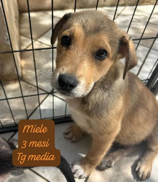 EMERGENZA CUCCIOLI RINCHIUSI IN RIFUGIO 